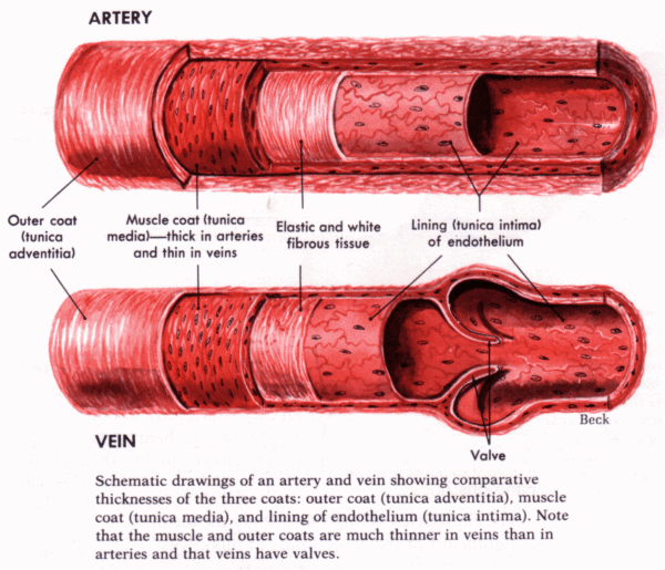 What Does It Mean to Blow a Vein? - artery vein 2