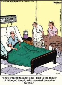 Pig heart valve funny cartoon