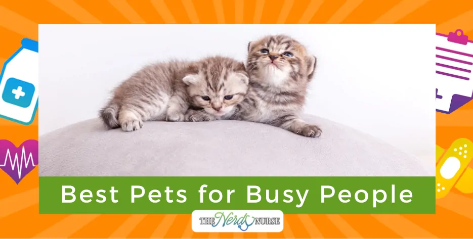 Best Pets for Busy People: Nurse Life Friendly Animals