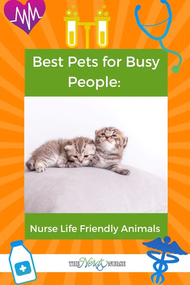 Best Pets for Busy People: Nurse Life Friendly Animals. Nurses don't have a lifestyle that lets them have just any pet. These pets are perfect for busy nurses. #thenerdynurse #nurse #nurses #pets #petsfornurses #petsforbusypeople 