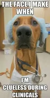 Clueless dog nursing clinicals meme