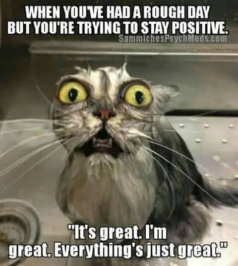Stressed cat meme 